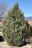 Rocky Mountain Juniper cultivars